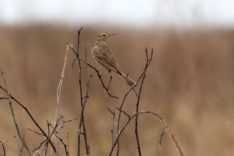 Buffy Pipit