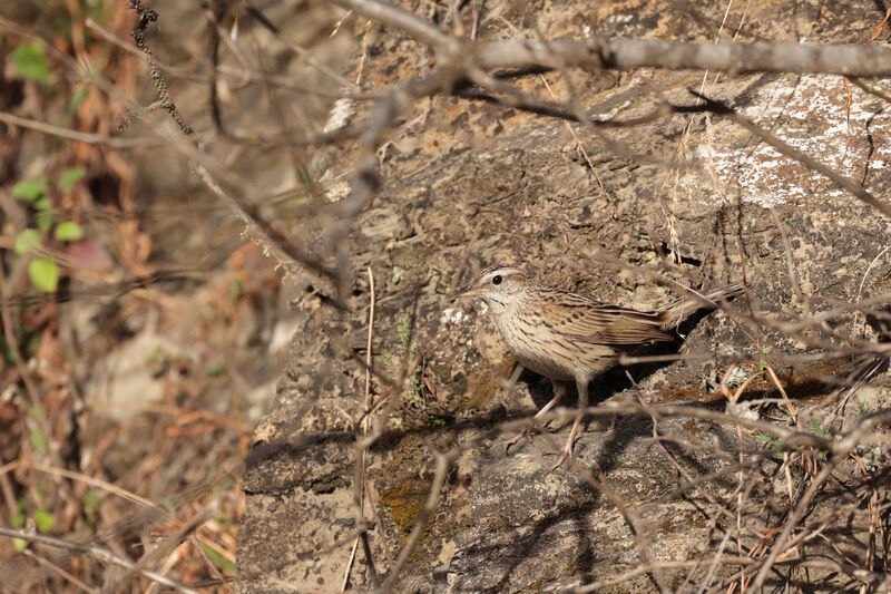 Upland Pipitadult