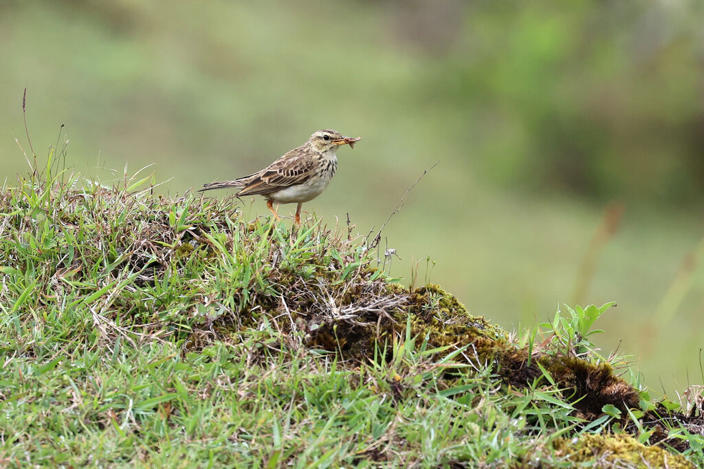 Paddyfield Pipitadult