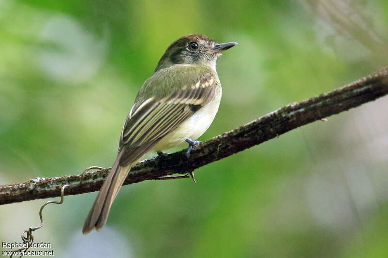 Pipromorphe à tête bruneadulte, identification