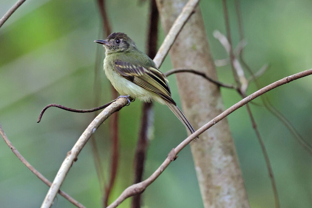 Pipromorphe à tête bruneadulte