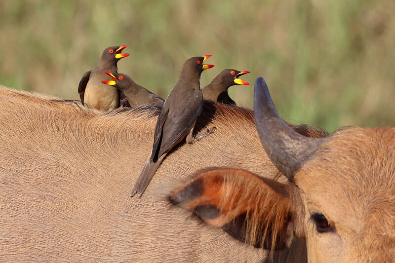 Yellow-billed Oxpecker