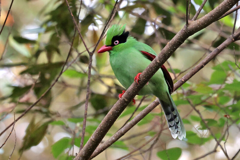 Bornean Green Magpieadult