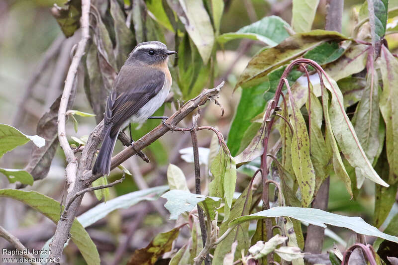 Pitajo à poitrine rousseadulte, identification