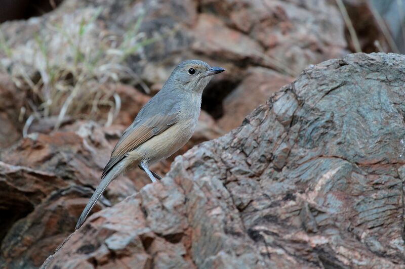 Pitohui grisadulte