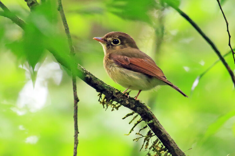 Platyrhynque à ailes roussesadulte