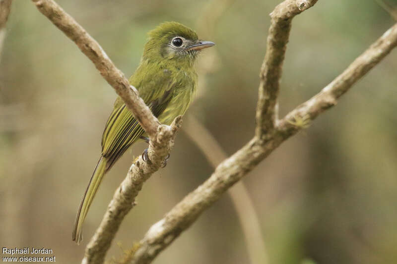 Platyrhynque à bec courtadulte, identification