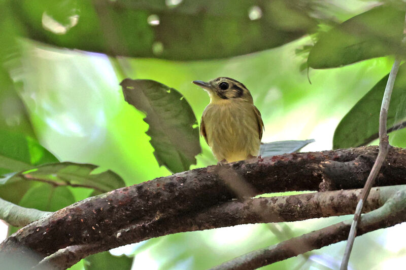 Platyrhynque à tête d'or