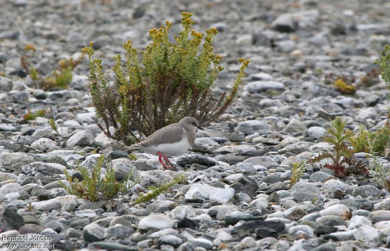 Pluvianelle magellaniqueadulte nuptial, habitat