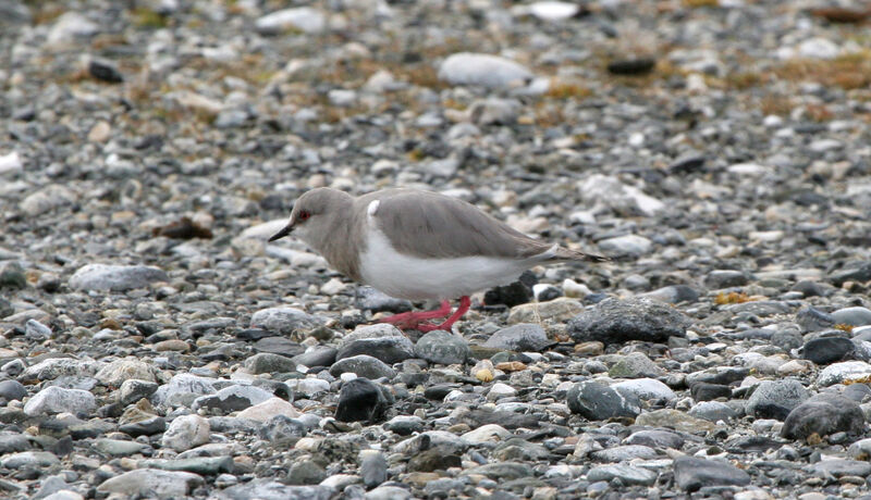 Magellanic Ploveradult breeding