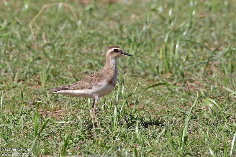 Pluvier asiatiqueadulte internuptial, identification