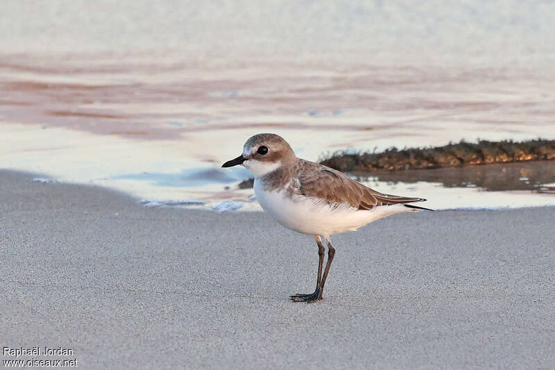 Tibetan Sand Ploveradult post breeding