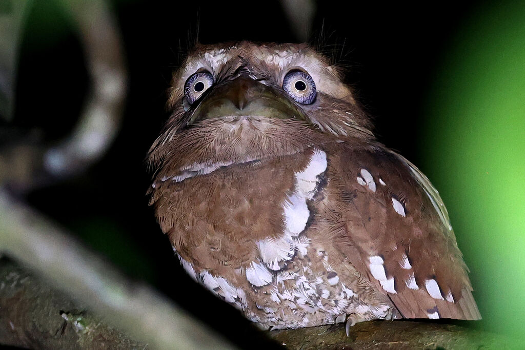 Philippine Frogmouthadult
