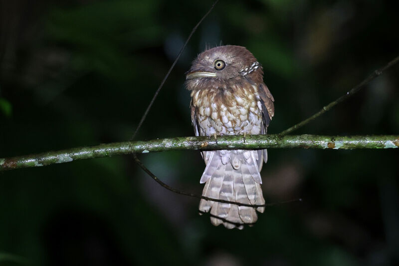 Gould's Frogmouthadult