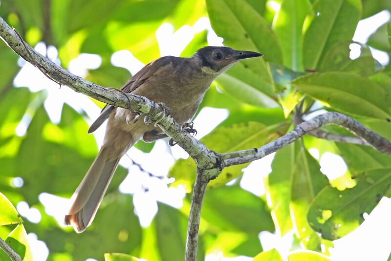 Morotai Friarbirdadult