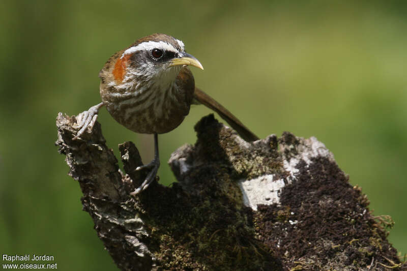 Streak-breasted Scimitar Babbleradult, identification