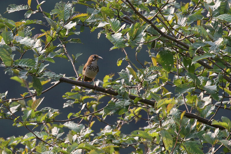 Spot-breasted Scimitar Babbleradult