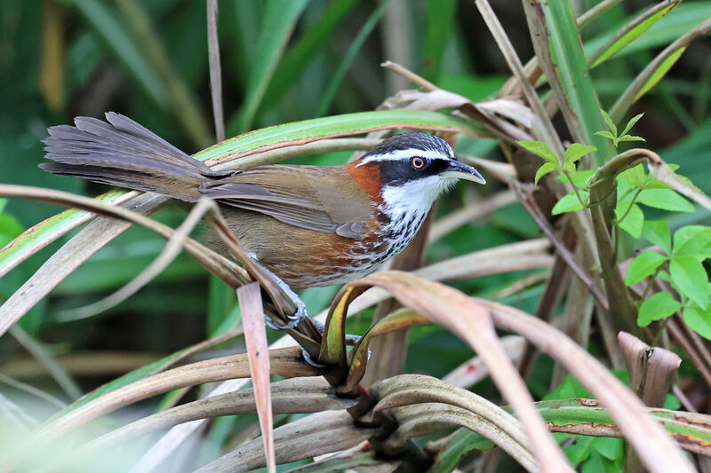 Taiwan Scimitar Babbleradult