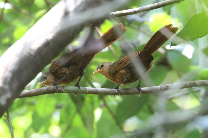 Papuan Babbler