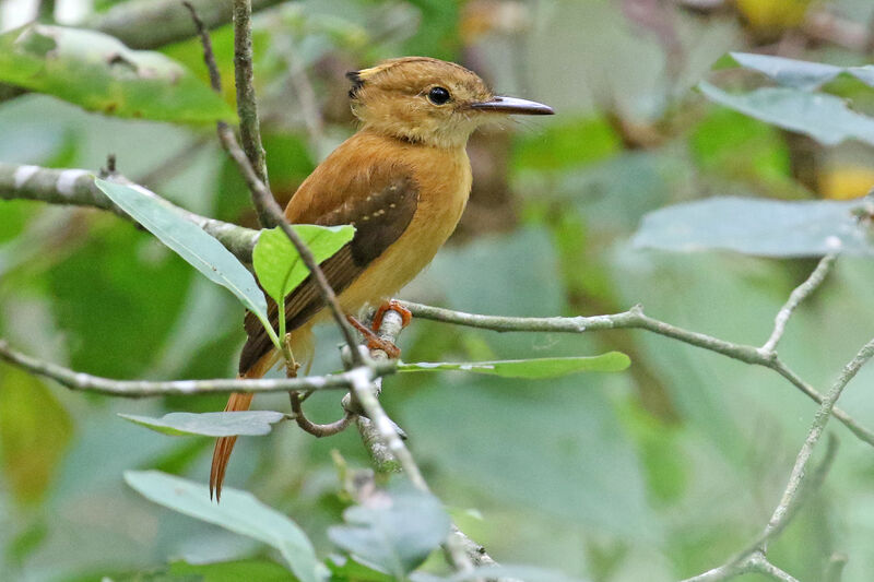 Tropical Royal Flycatcher (occidentalis)adult