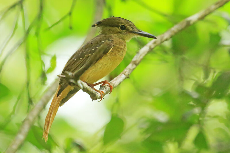 Tropical Royal Flycatcher (mexicanus)