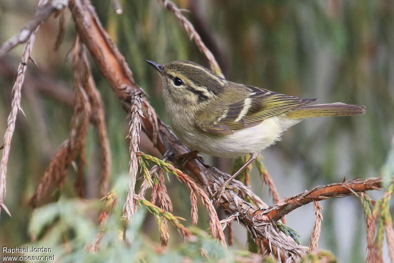 Pouillot à dos clairadulte, identification