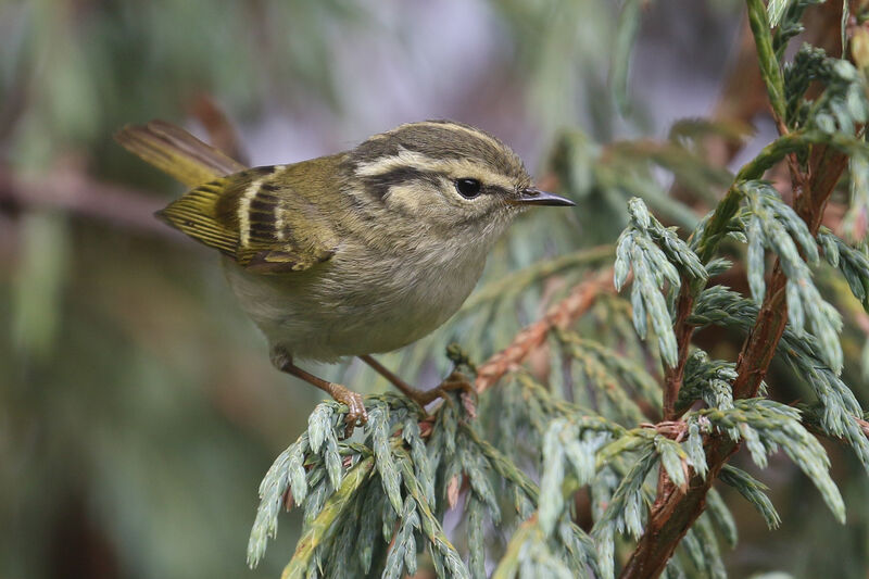 Lemon-rumped Warbleradult