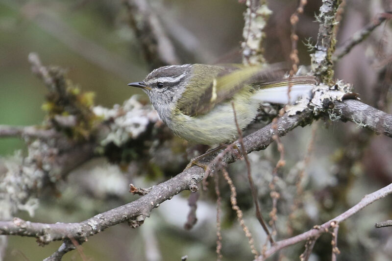 Ashy-throated Warbler