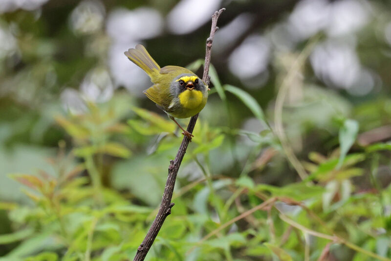 Black-faced Warbler