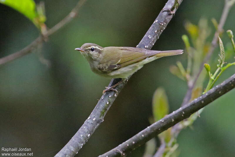 Pouillot à gros bec mâle adulte, identification