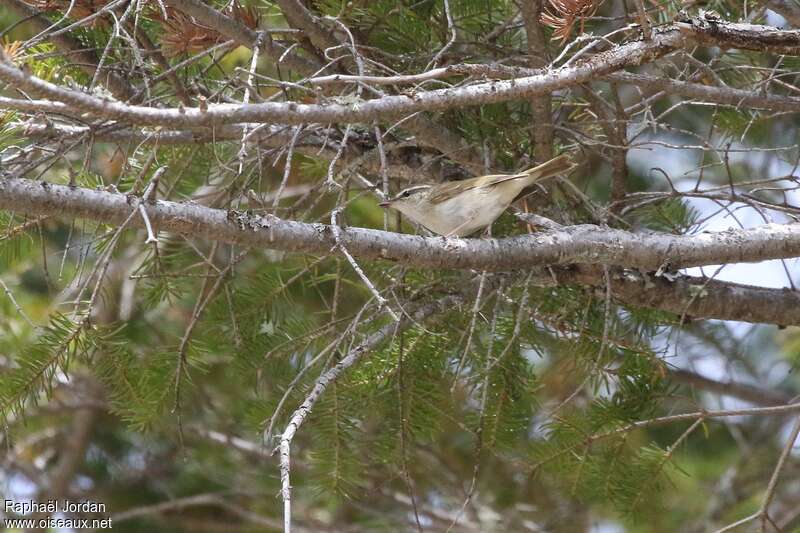 Pale-legged Leaf Warbleradult, habitat, pigmentation