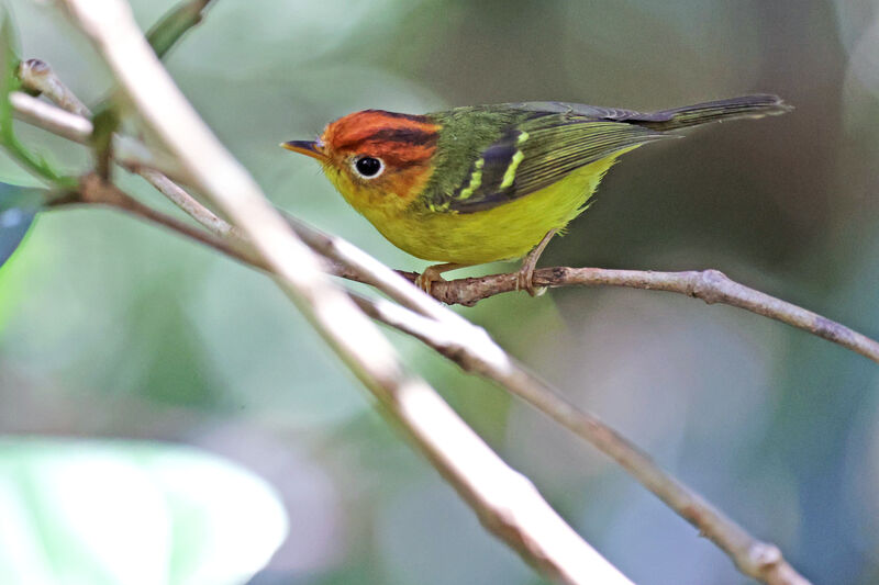 Yellow-breasted Warbler