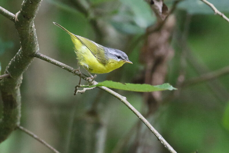 Grey-hooded Warbleradult