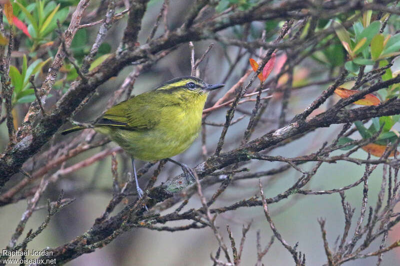 Mountain Leaf Warbleradult, identification