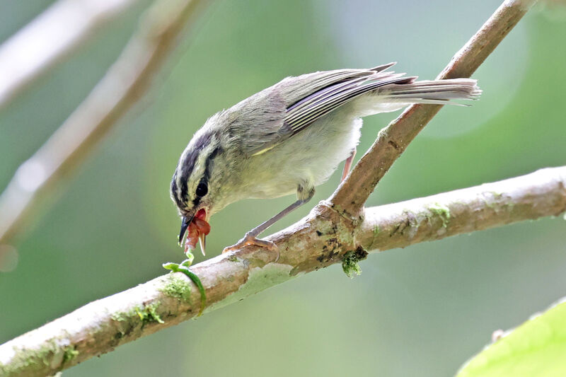 Mountain Leaf Warbler, eats