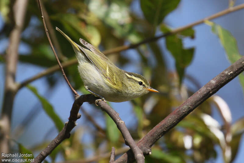 Pouillot de Blythadulte, identification