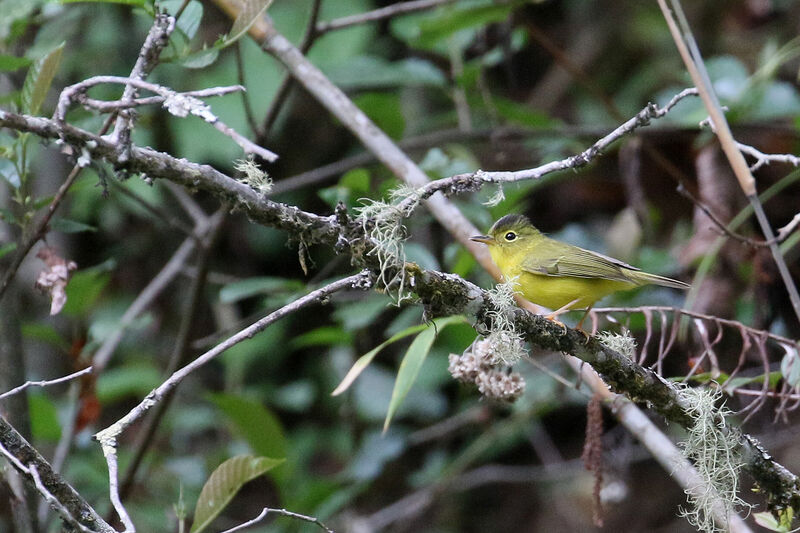 Green-crowned Warbler