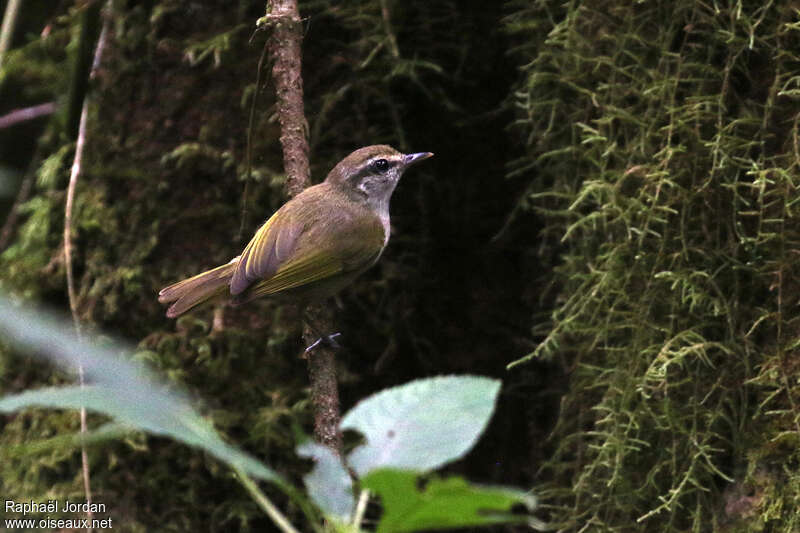 Uganda Woodland Warbleradult, identification