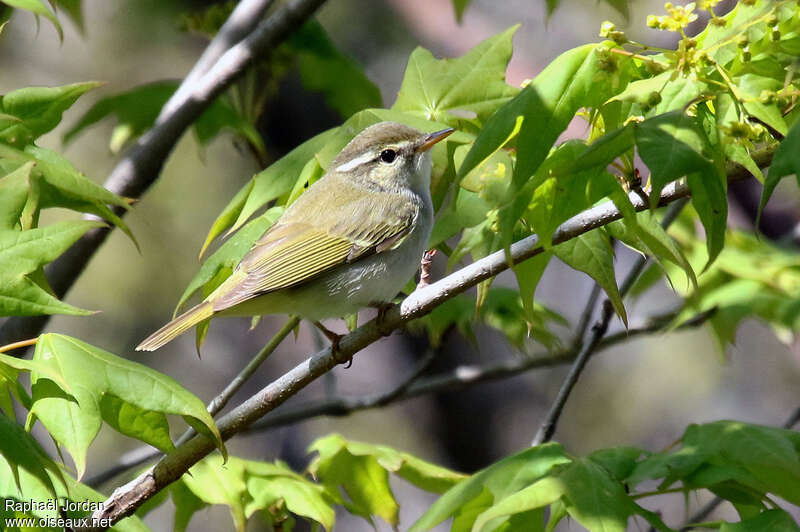 Eastern Crowned Warbleradult, identification