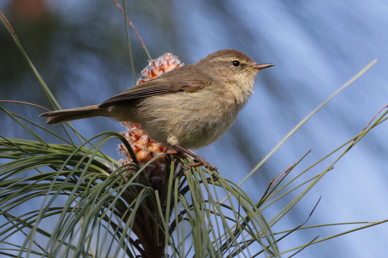 Canary Islands Chiffchaff