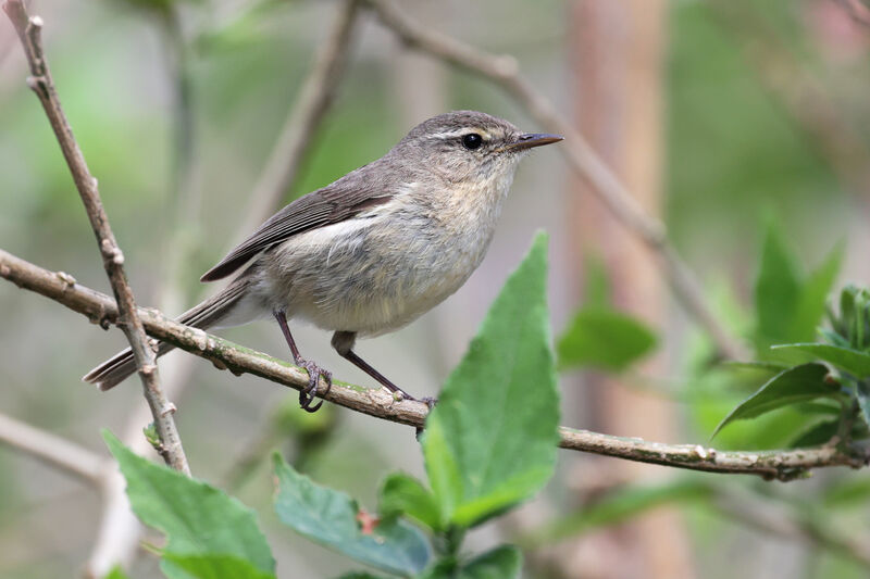 Canary Islands Chiffchaff