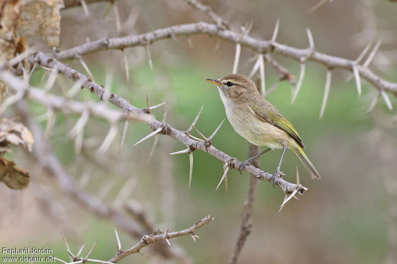 Pouillot ombréadulte, identification