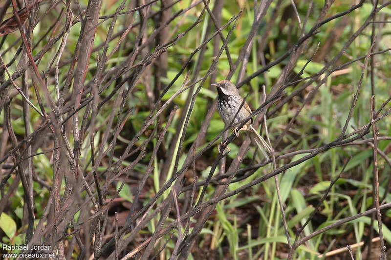 Rufous-crowned Priniaadult