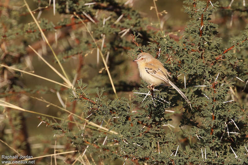 Prinia à front écailleuxadulte, habitat, pigmentation