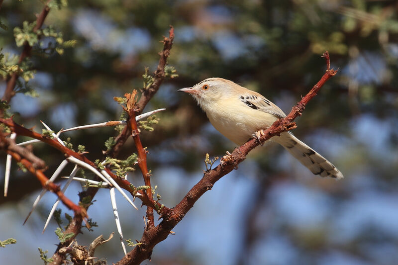 Prinia à front écailleuxadulte