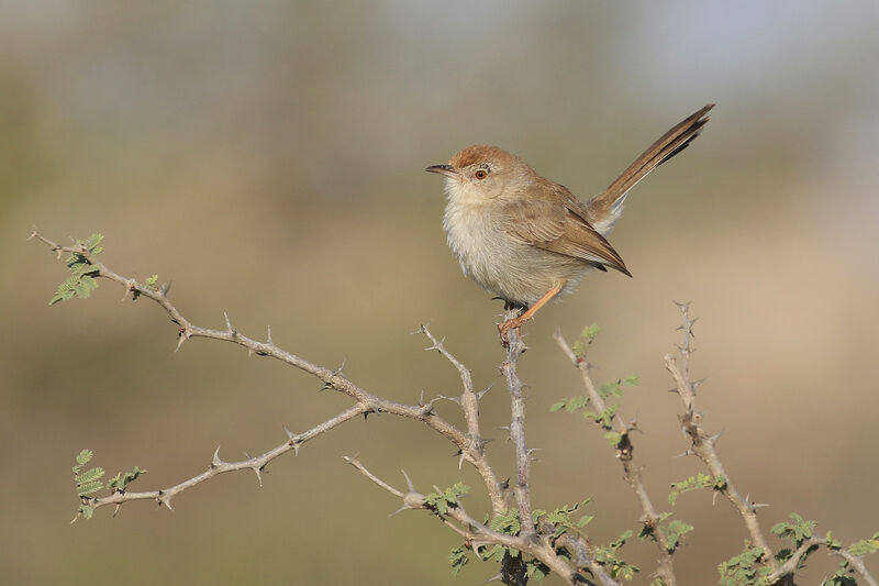 Prinia à front rouxadulte