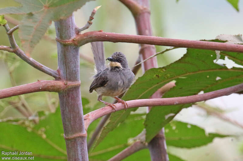 White-chinned Priniaadult, Reproduction-nesting