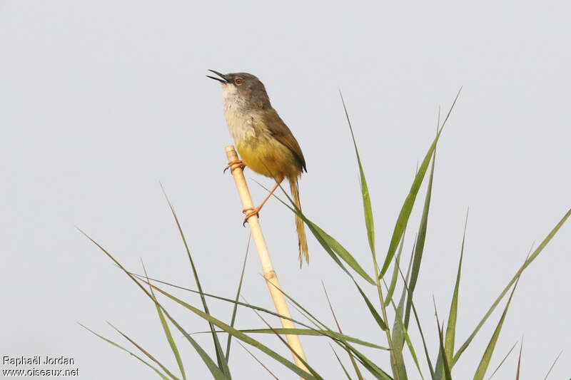 Prinia à ventre jaune mâle adulte nuptial, identification, chant