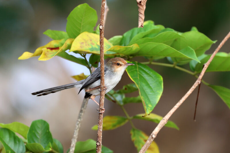 Sao Tome Priniaadult