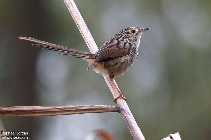 Prinia de Swinhoe